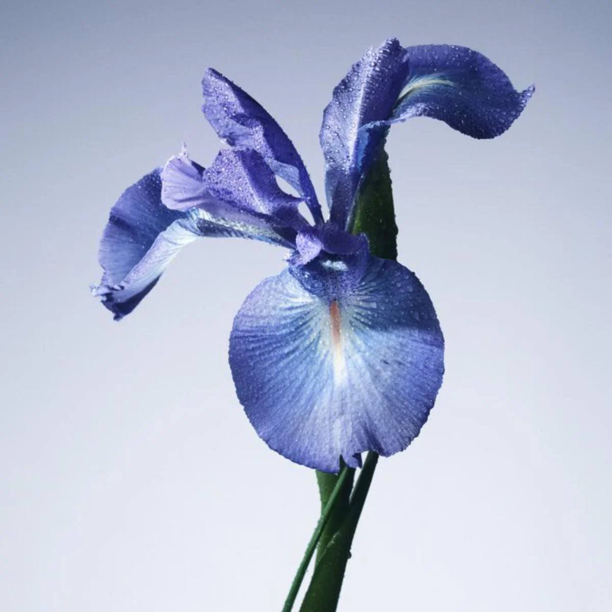 Privé Iris Bleu Eau de Toilette - Image 3