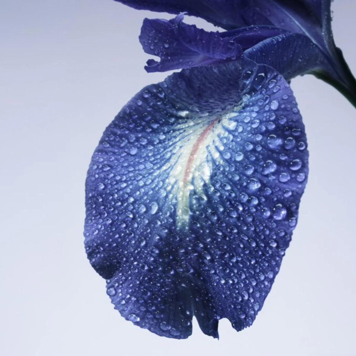 Privé Iris Bleu Eau de Toilette - Image 7