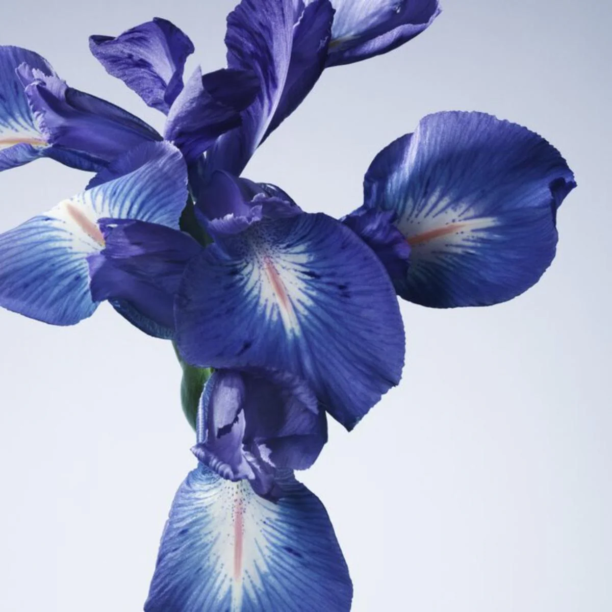 Privé Iris Bleu Eau de Toilette - Image 8