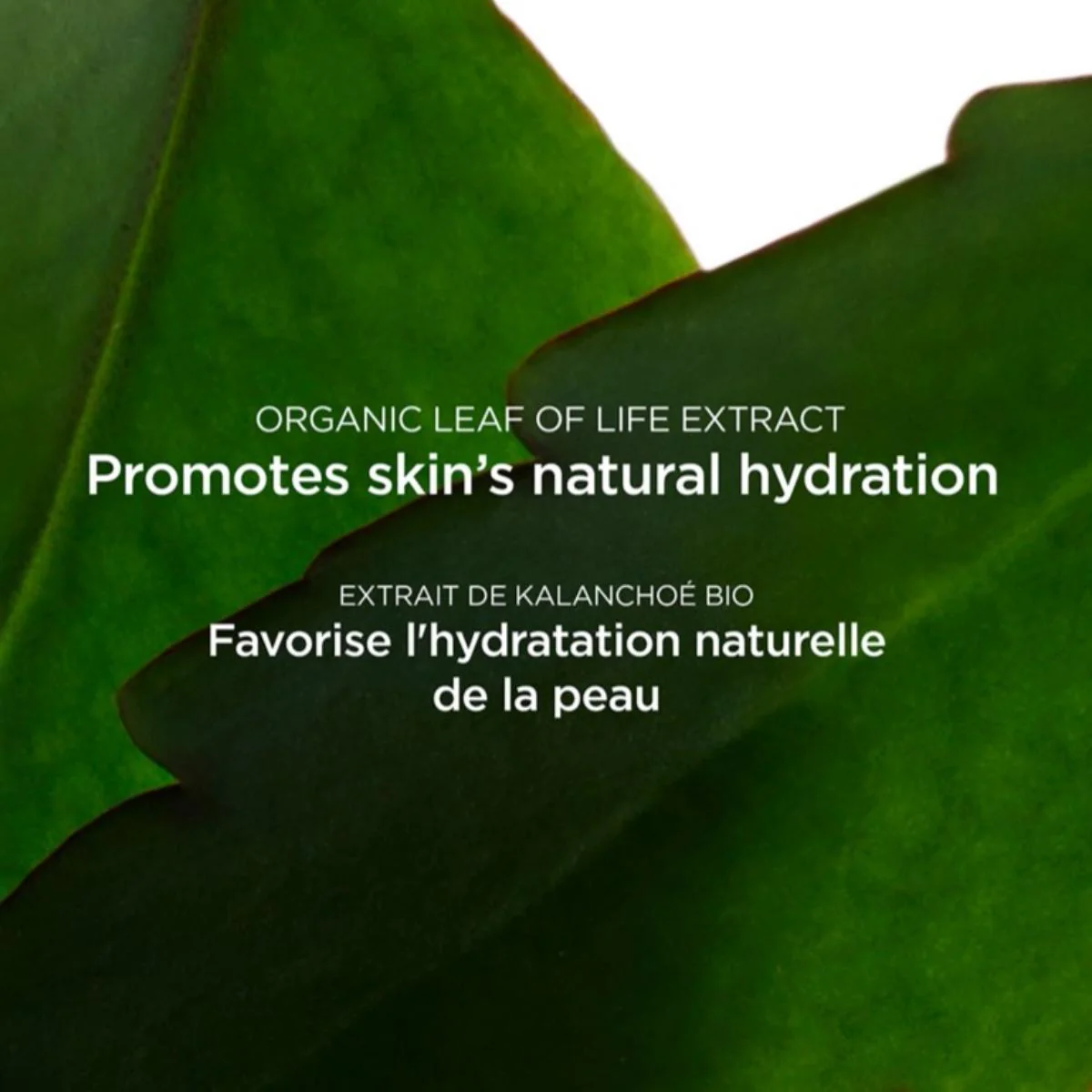 Fresh Scrub Refreshing Cream Scrub - Refreshing, Exfoliating + Hydrating - Image 4