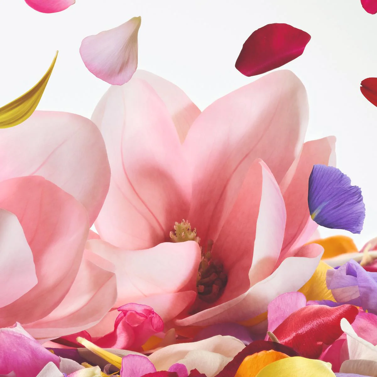Dolce Magnolia Eau De Parfum - Image 6