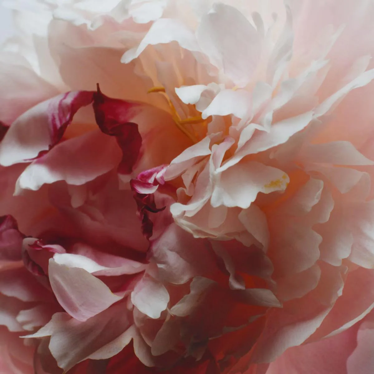 Peony & Blush Suede Body Crème - Image 5