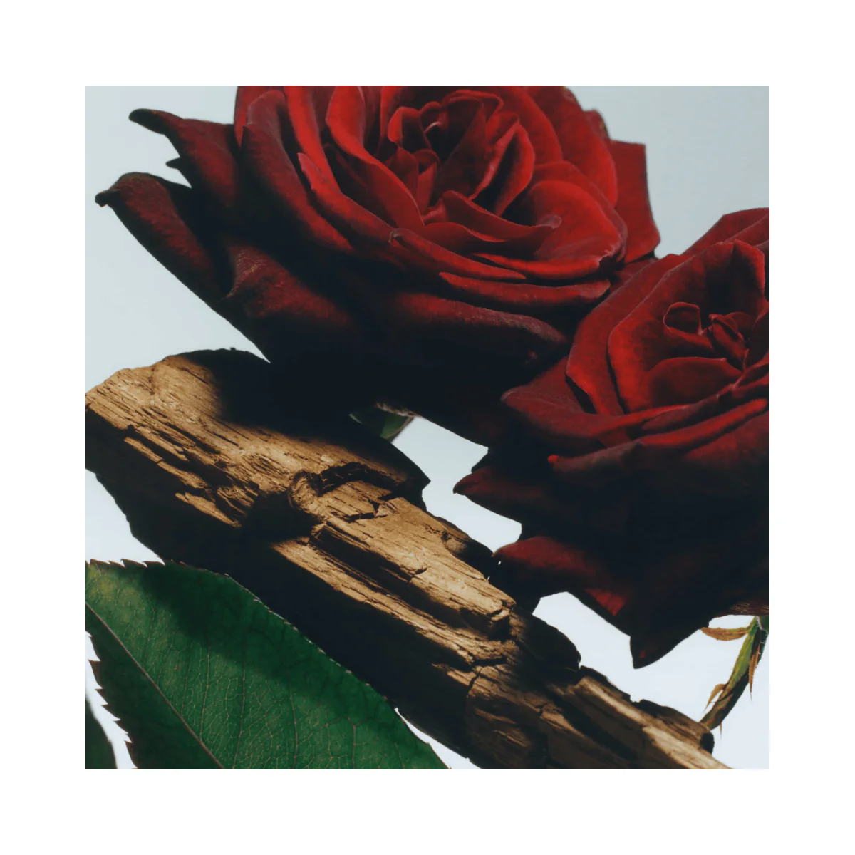 Velvet Rose & Oud Cologne Intense - Image 4