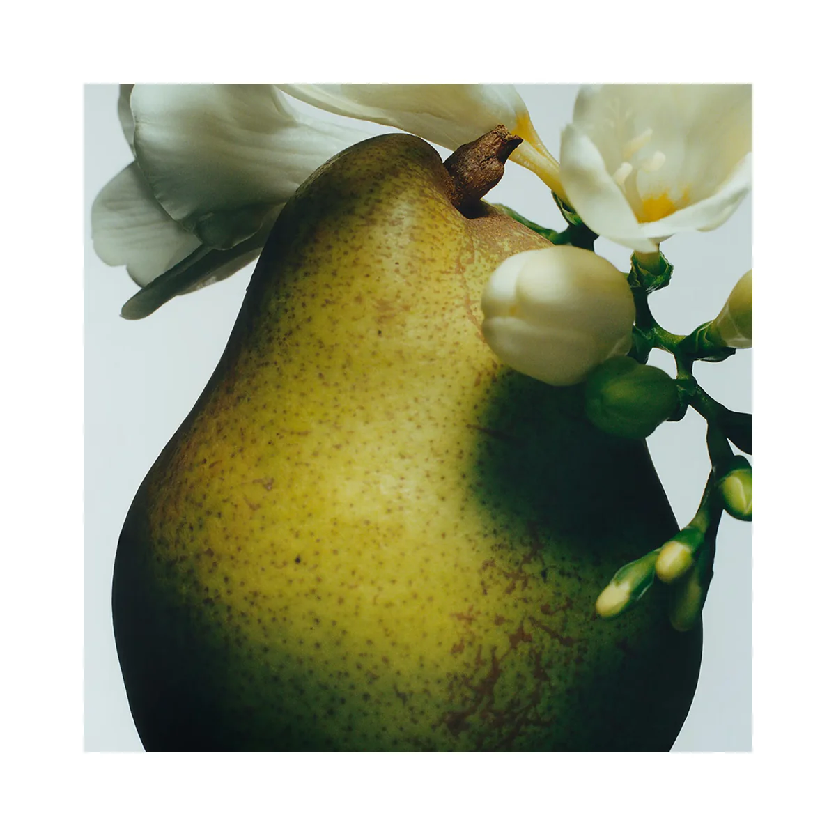 English Pear & Freesia Cologne 10ml - Image 4