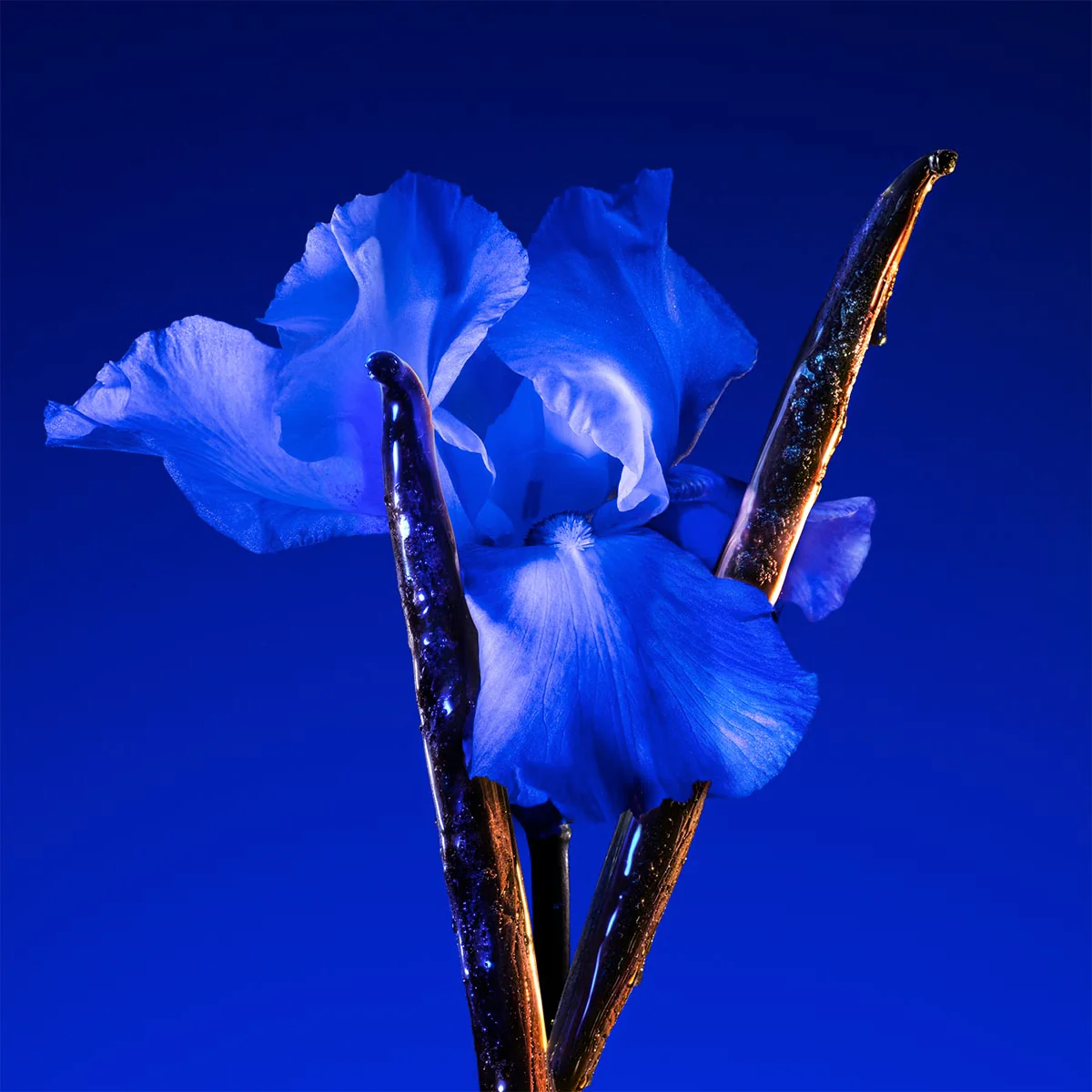 Flower Ikebana Indigo Eau de Parfum - Image 8