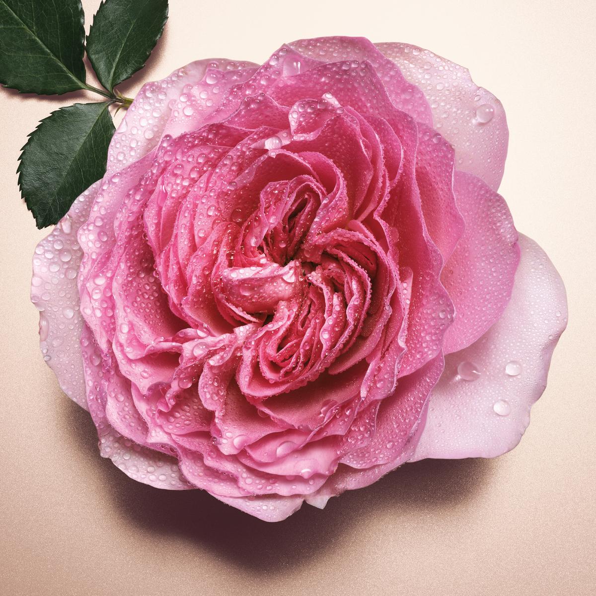 Pour Femme Absolu Eau de Parfum - Image 9