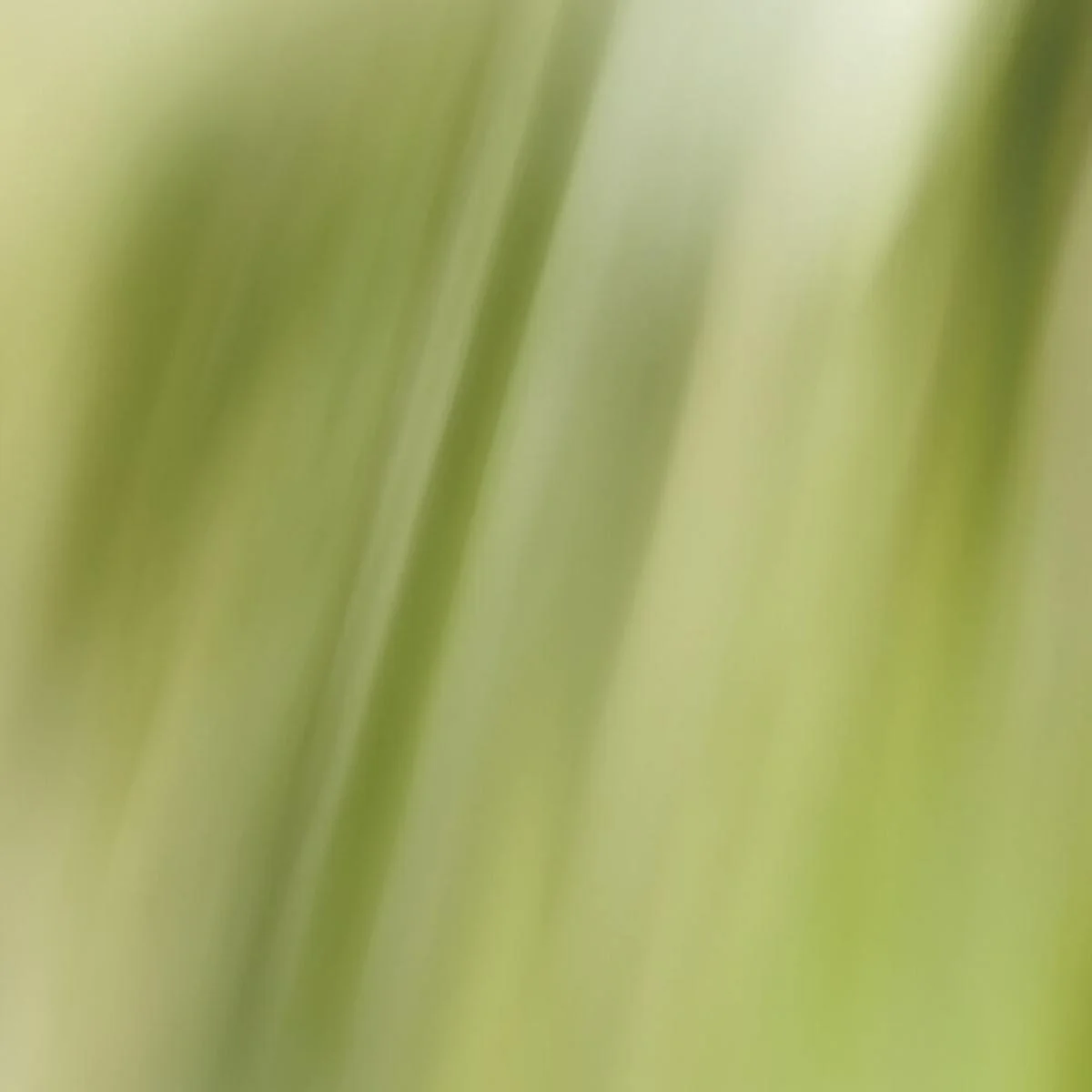L'Eau Rêvée D'Alma Eau de Toilette - Image 9