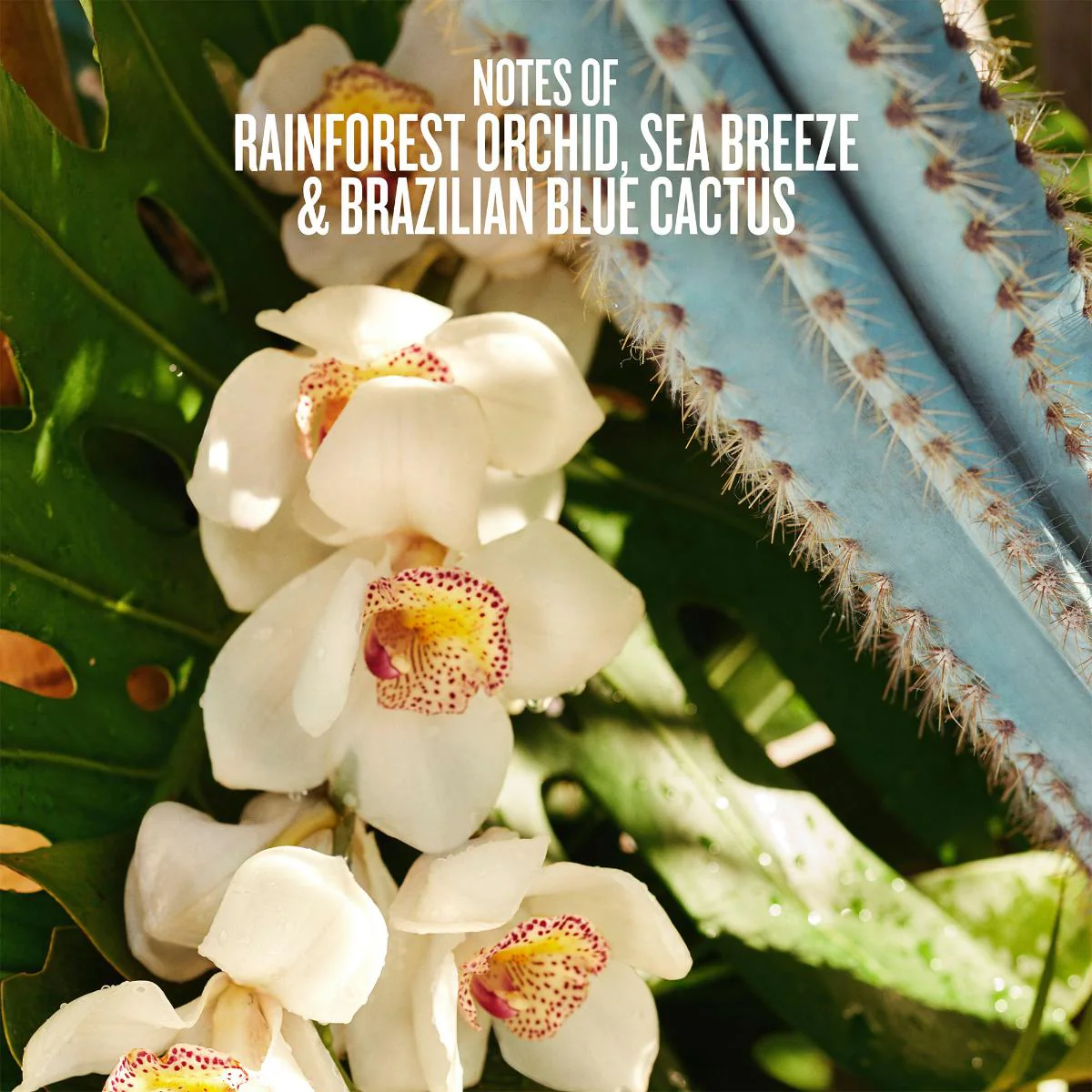Refresco Paraíso Perfume Mist - Image 3